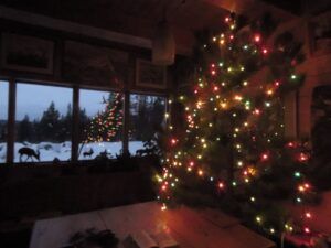 tree lights best (The Non-Winter.)