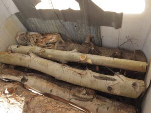 14 gh 3 (Happy New Year.)