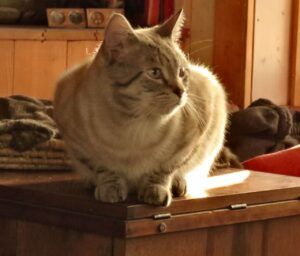 18 cat (Happy New Year.)