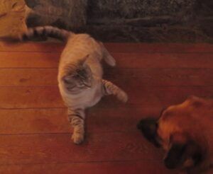 catand dog (Happy New Year.)