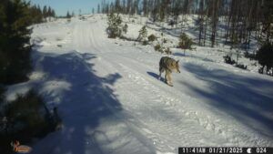 coyote (Happy New Year.)