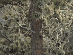 9 hoar frost (Happy New Year.)