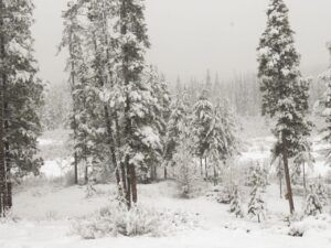 11 heavy snow (Almost Equinox 2025.)