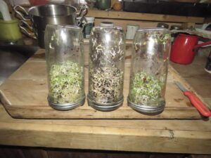 5 sprouts (Almost Equinox 2025.)