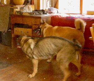 9 2 dogs (Almost Equinox 2025.)