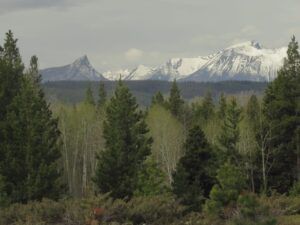 1 first hint of leaves.  May 11 (Leaves at Last)