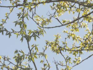 10 cottonwood (Leaves at Last)