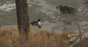 10 first duck (Signs of Spring)