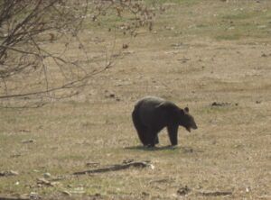 11 first bear (Signs of Spring)