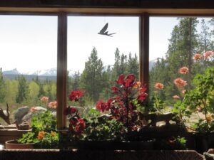 11 windowsill garden (Leaves at Last)