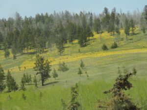 13 balsam root daisies best (Leaves at Last)