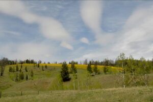 14 daisies with sky (Leaves at Last)