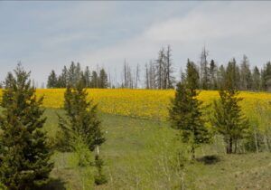 15 daisies again. (Leaves at Last)