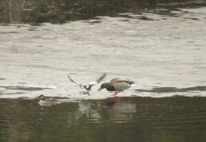 15 mallard and buffleheads (Signs of Spring)