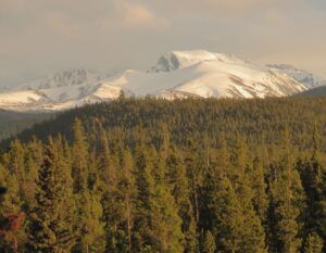 16 evebning light (Leaves at Last)