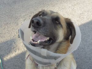 17 Pepita collar (Signs of Spring)