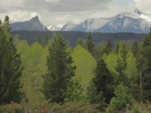 18 leaves still light May 22. (Leaves at Last)