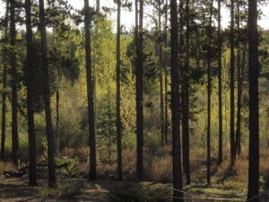 19 sun backlight (Leaves at Last)