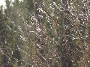 2 pussy willows (Signs of Spring)