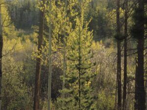 20 tapestry (Leaves at Last)