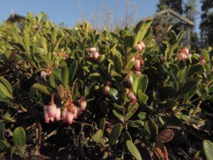 21 kinnikin nick (Leaves at Last)