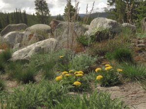 22 rock garden (Leaves at Last)