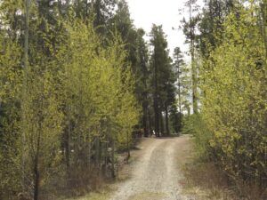 23 drivewaqy (Leaves at Last)