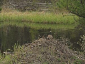 24 geese on beaver house (Leaves at Last)
