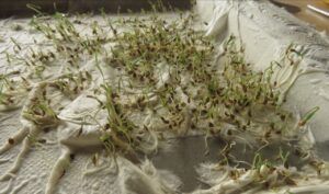 25 carrot sprouts (Leaves at Last)