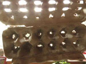2 holes in egg cartons (Leaves at Last)