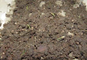 26 planted (Leaves at Last)