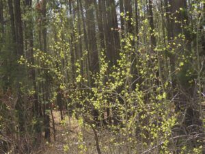 4 aspens (Leaves at Last)