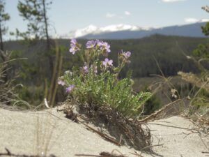 6 jacob’s ladder (Leaves at Last)