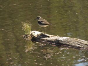 8 solitary sandpiper (Leaves at Last)