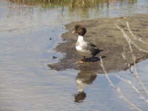 9 femaile bg (Leaves at Last)