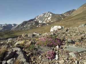 10 moss campion (Perkins Peak July 1)