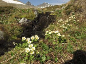 11 globe flowers (Perkins Peak July 1)