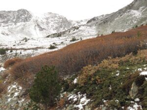 13 birch and willow (Perkins Peak 10th Oct.)