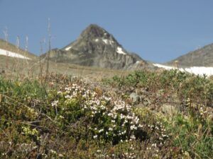 13 white heather (Perkins Peak July 1)