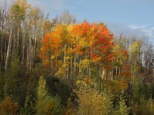 red aspens very best (Fall)