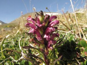 14 pedicularis (Perkins Peak July 1)