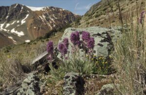 14 silky phacelia (Perkins Peak July 1)