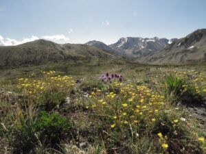 15 pens and pot (Perkins Peak July 1)