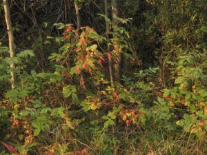 19 rosehips (Summer)