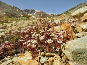 16 sax best (Perkins Peak July 1)