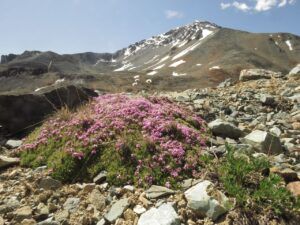 17 another moss c (Perkins Peak July 1)