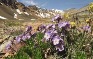 18 jacobs ladder (Perkins Peak July 1)