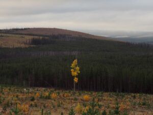 2 clear cut (Perkins Peak 10th Oct.)