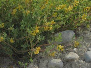 1 fumitor (June 2025)