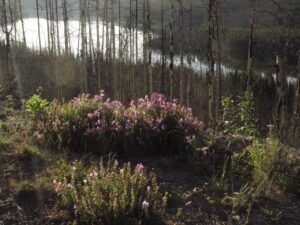2 miner lake (Perkins Peak July 1)